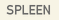 SPLEEN